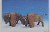 Playmobil - 7024 - 2 Bisons