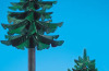 Playmobil - 7134 - Large & Small Pine Tree