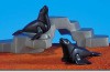 Playmobil - 7203 - 2 Seals With Rock Form