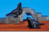 Playmobil - 7203 - 2 focas con roca