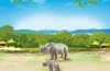 Playmobil - 6638 - Rinoceronte con cria