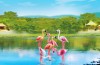 Playmobil - 6651 - Flamingoschwarm