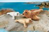 Playmobil - 9069 - Seal with pups