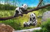 Playmobil - 70353 - Pandas with Cub