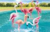 Playmobil - 70351 - Flock of flamingos