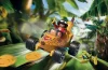 Playmobil - 71717 - Racing banana