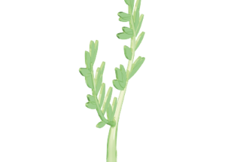 Playmobil - 30210242 - Feed branch