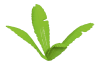 Playmobil - 30289530 - Curved palm frond II