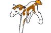 Playmobil - 30633093 - Foal 2011 bedr. u. mont.
