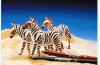 Playmobil - 3673 - Zebras