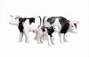 Playmobil - 7892 - 2 Black Cows with Calf